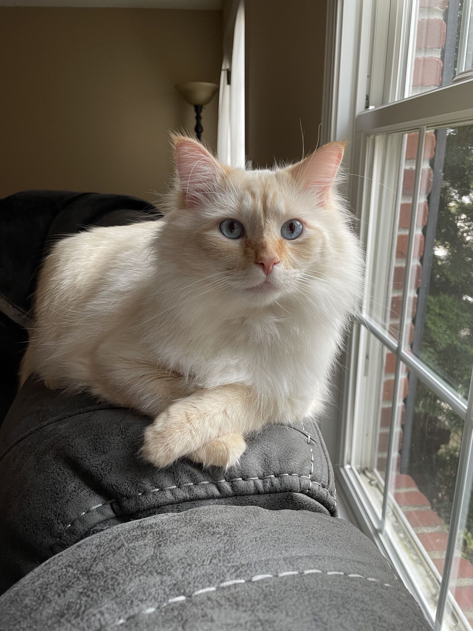 Jun resting on the arm of a gray couch by a window, paws tucked, looking at the camera with bright blue eyes; a brick wall visible outside.