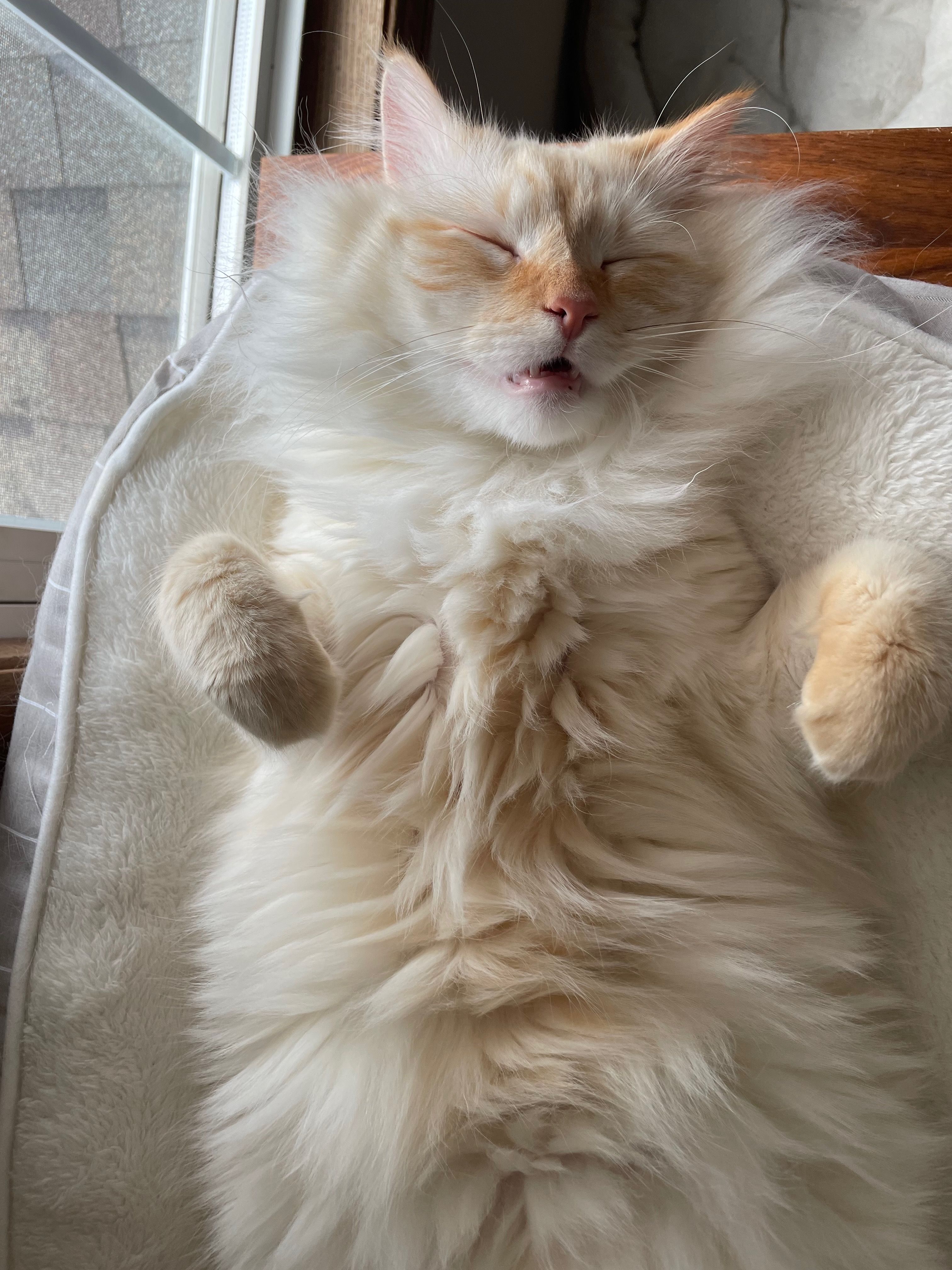 Jun belly-up and fast asleep in a cat bed, cream fur fluffed out, paws splayed.