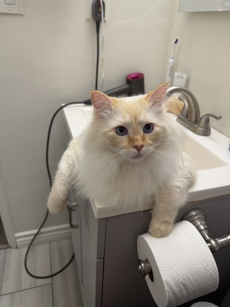 Jun perched beside a bathroom sink with one paw on the counter edge, a toilet paper roll and hair dryer cord visible.