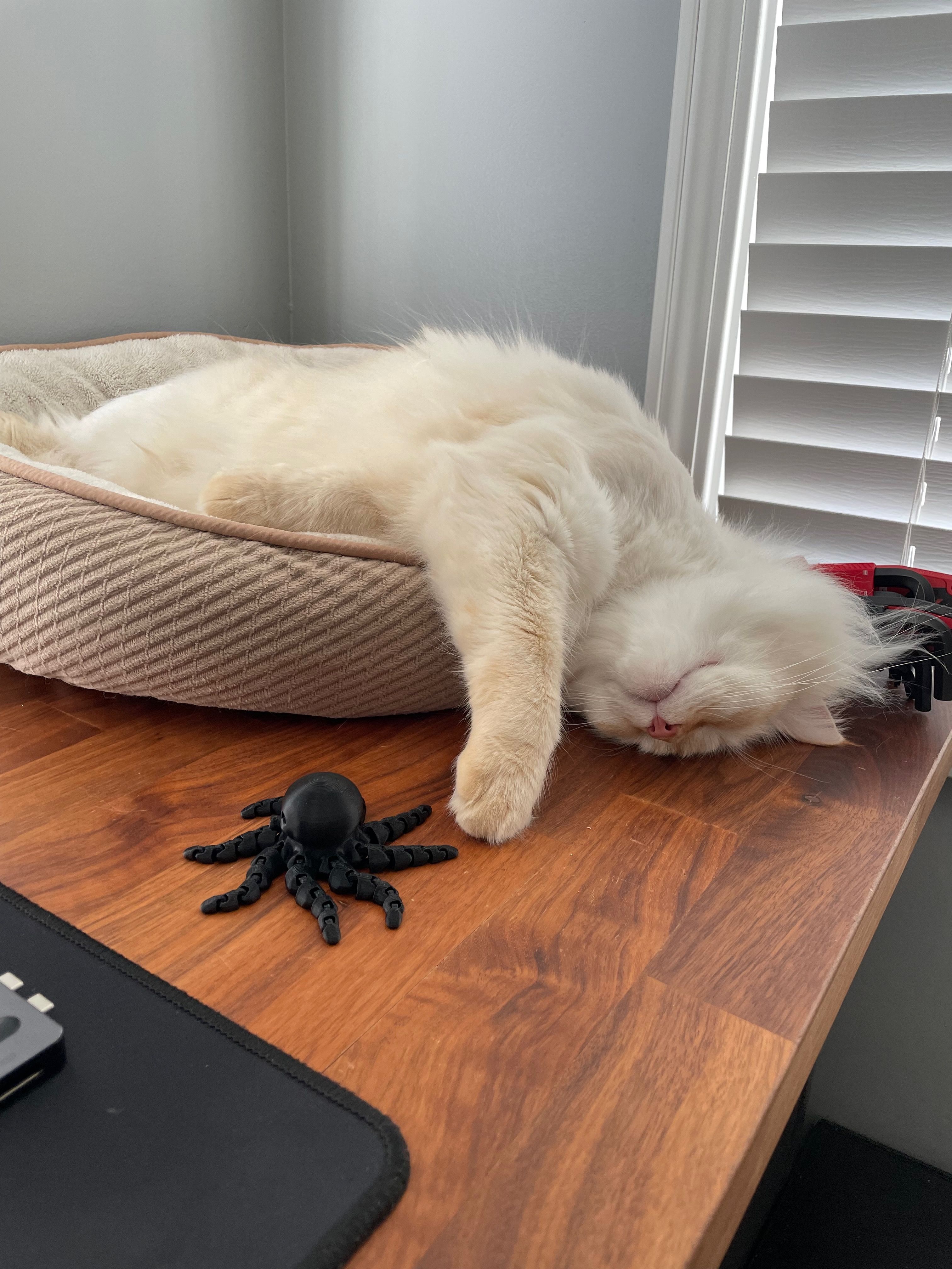 Jun asleep with his head and paws dangling out of a small cat bed onto a wooden desk, beside a plush black tarantula toy.