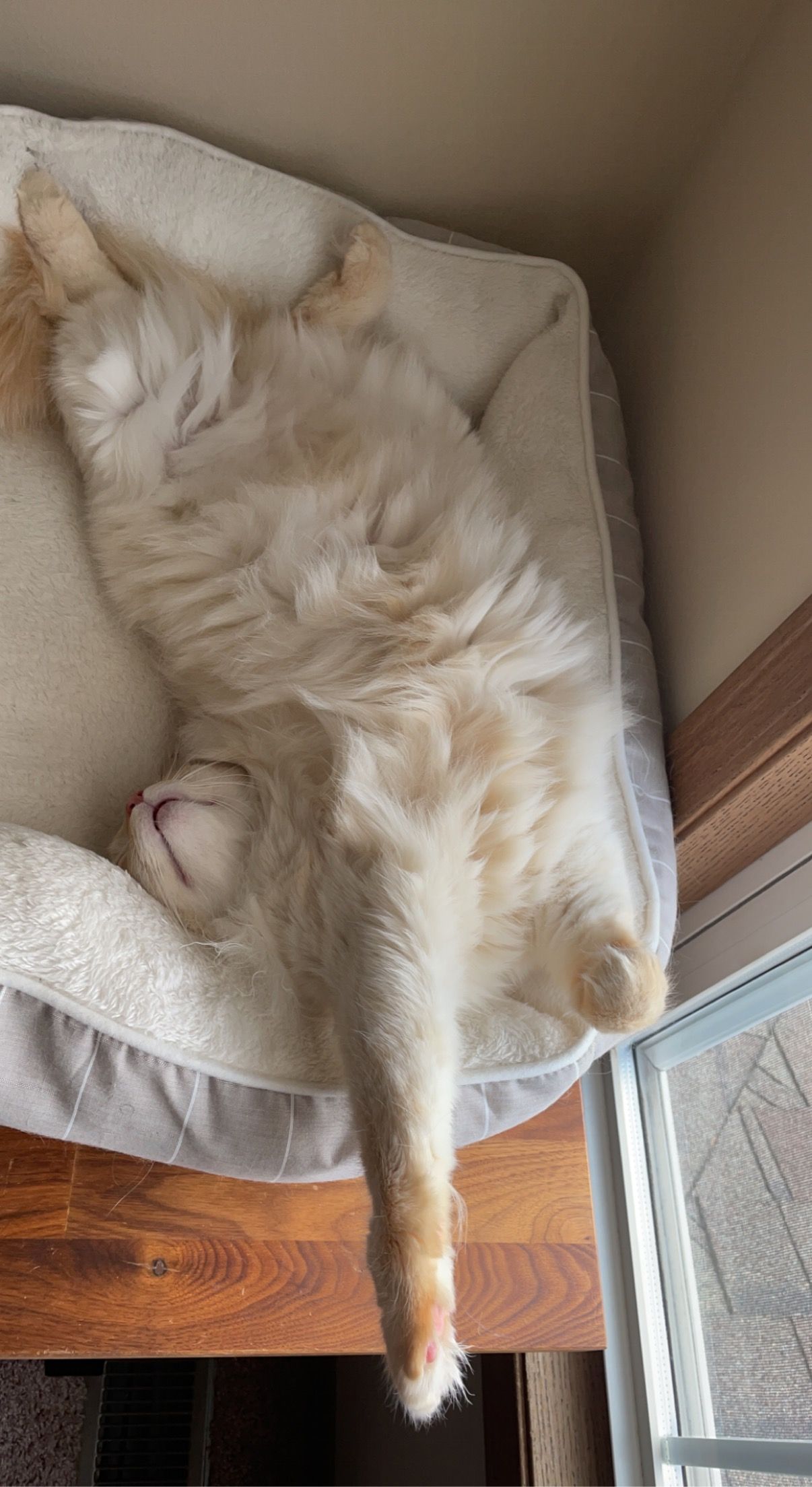 Jun stretched out on his back in a fluffy round cat bed by a window, tail dangling off the wooden ledge below.