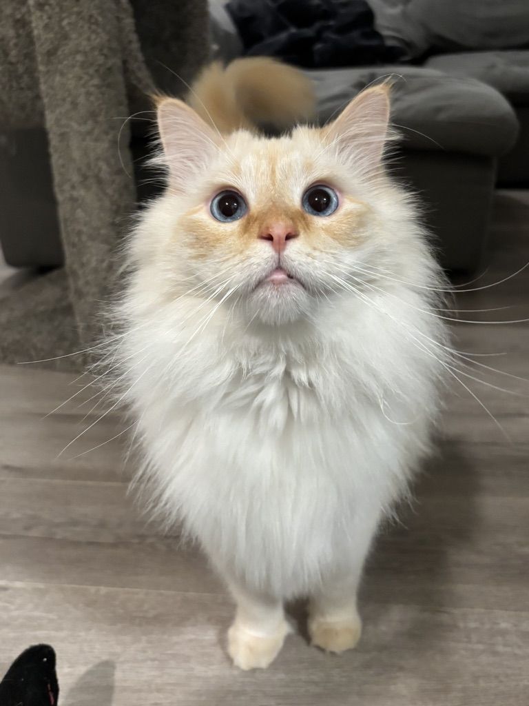Jun standing on hardwood and looking up at the camera with wide blue eyes, whiskers fanned out, a couch in the background.
