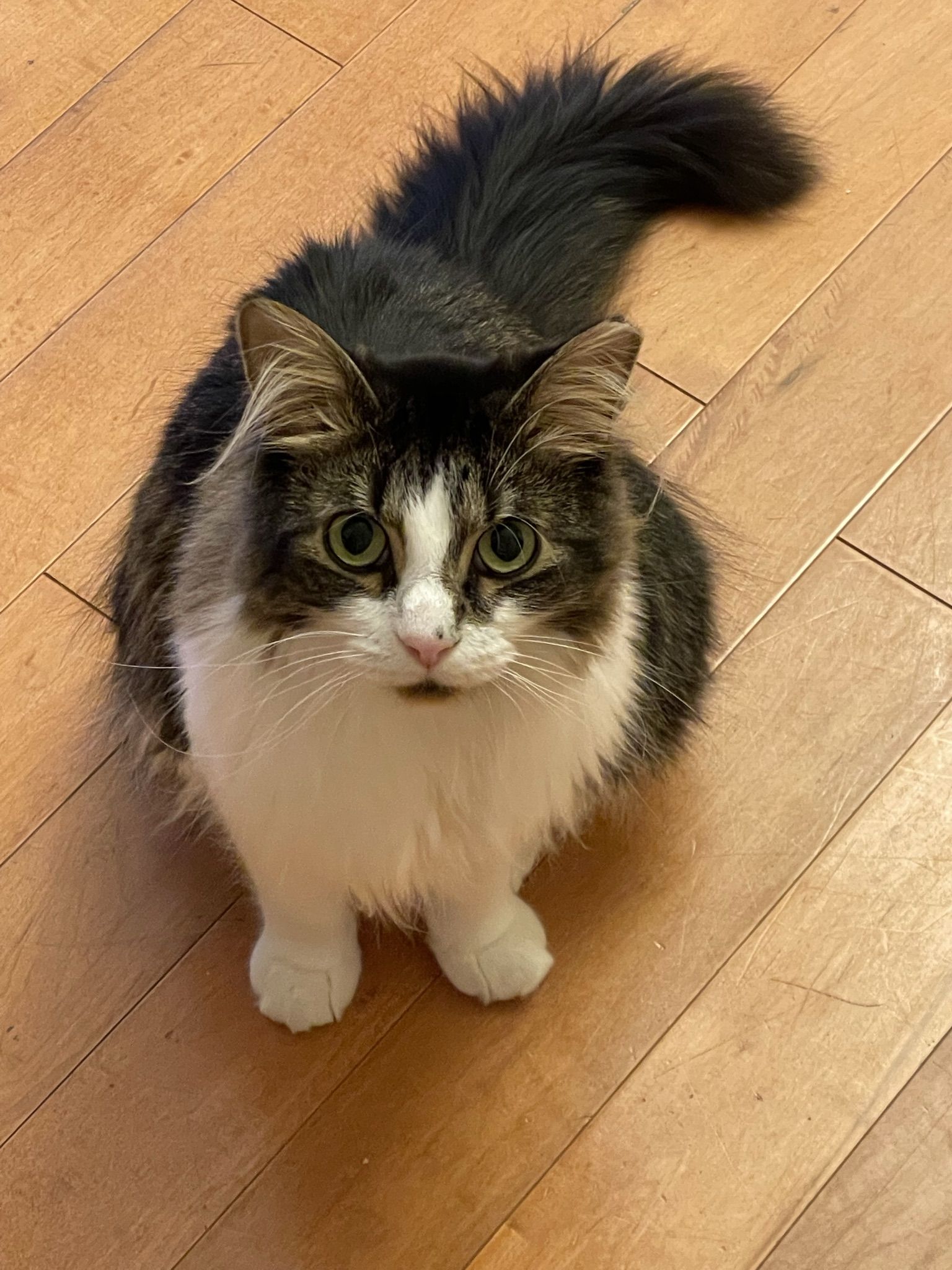 Ori sitting on hardwood floor with his fluffy tail curled up behind him, looking up at the camera with green eyes.