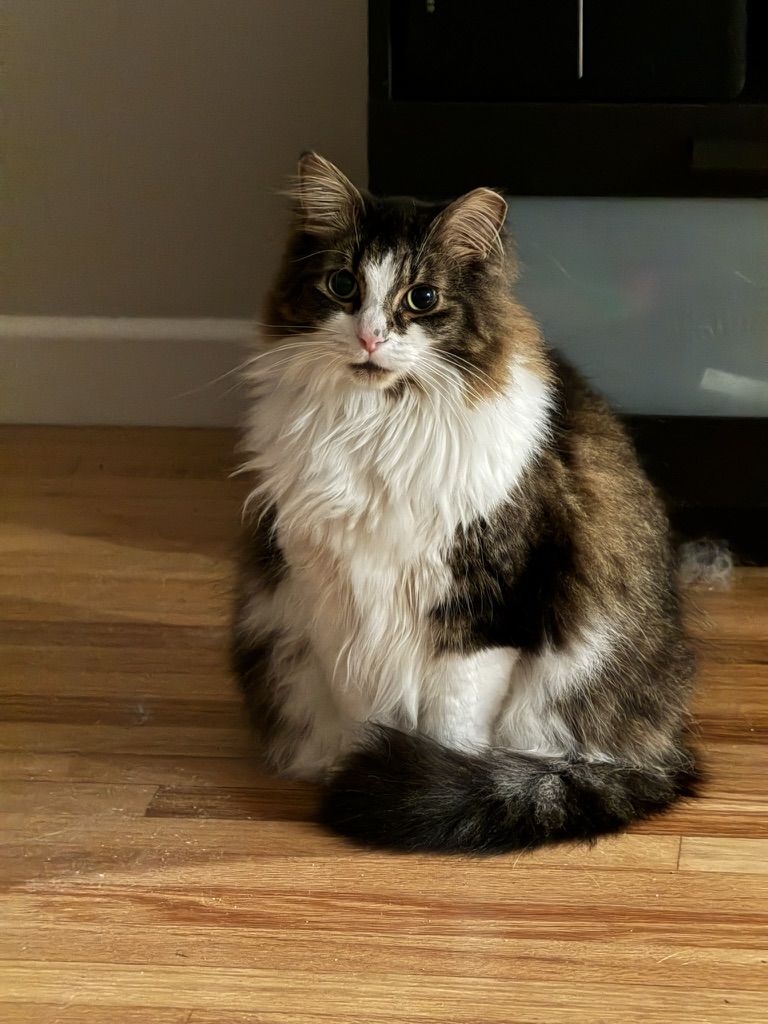 Ori sitting upright in profile on a hardwood floor, sunlight catching his long white chest fur.