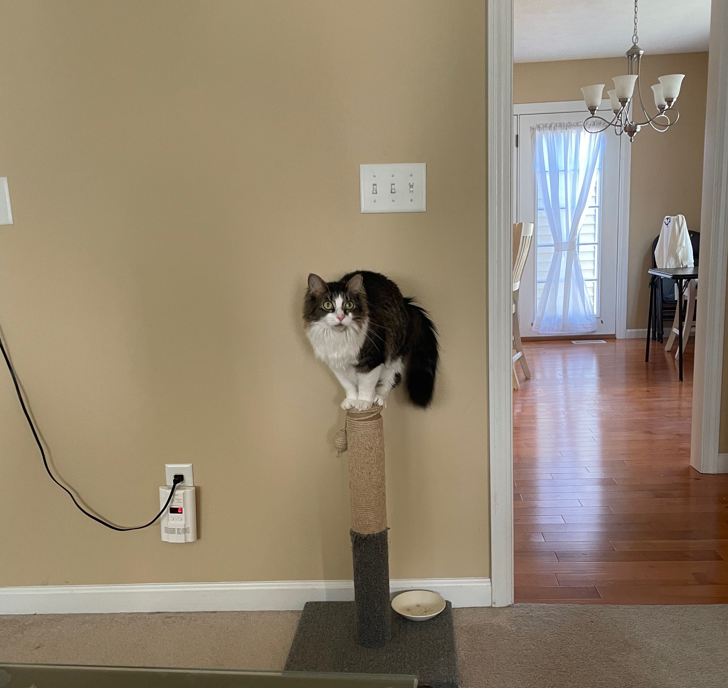 Ori perched on top of a tall scratching post against a beige wall, with a chandelier and doorway visible beyond.