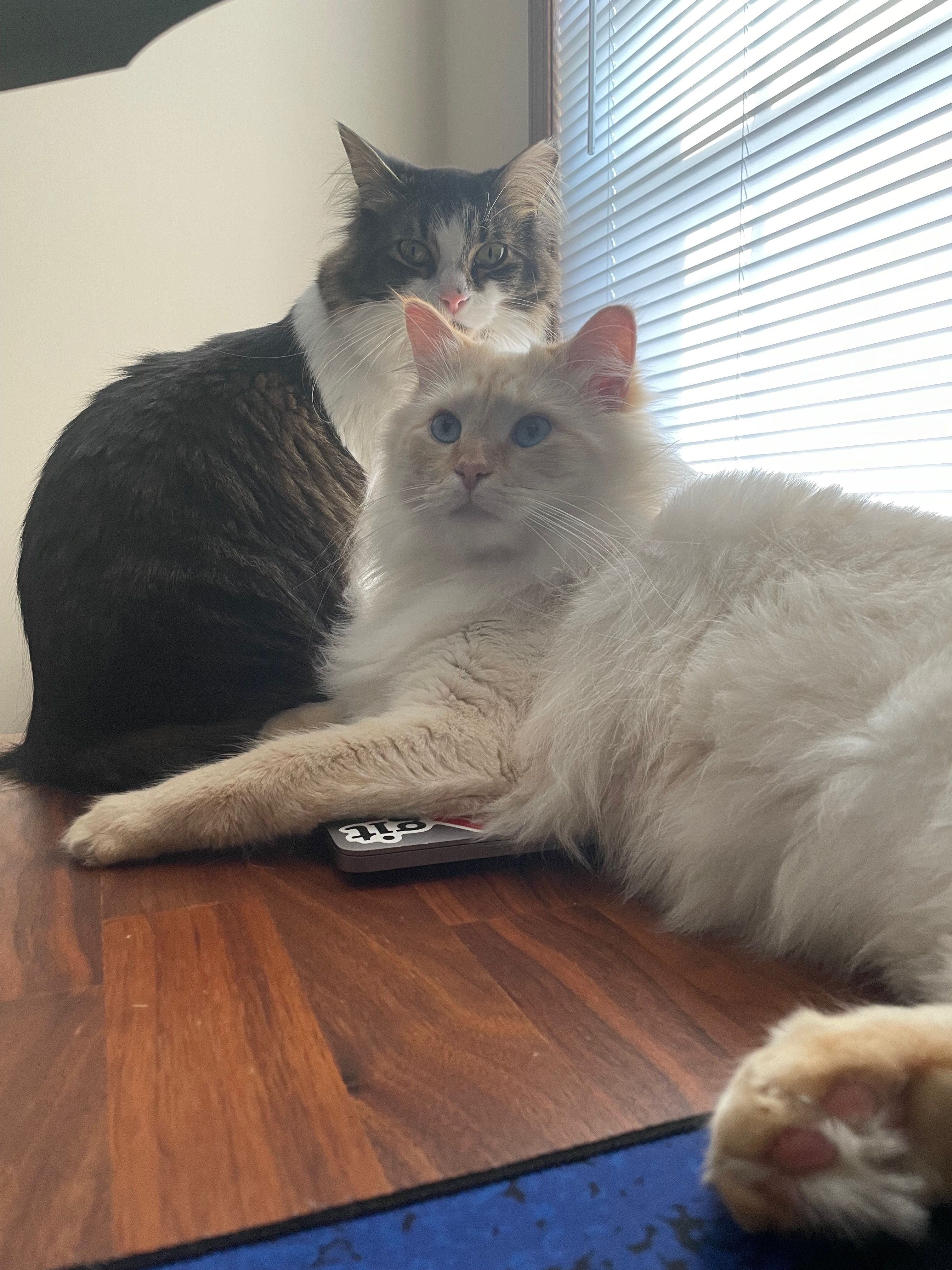 Ori the tabby sitting upright behind Jun the cream cat, who lies stretched across a wooden desk; both look at the camera, window blinds behind them.