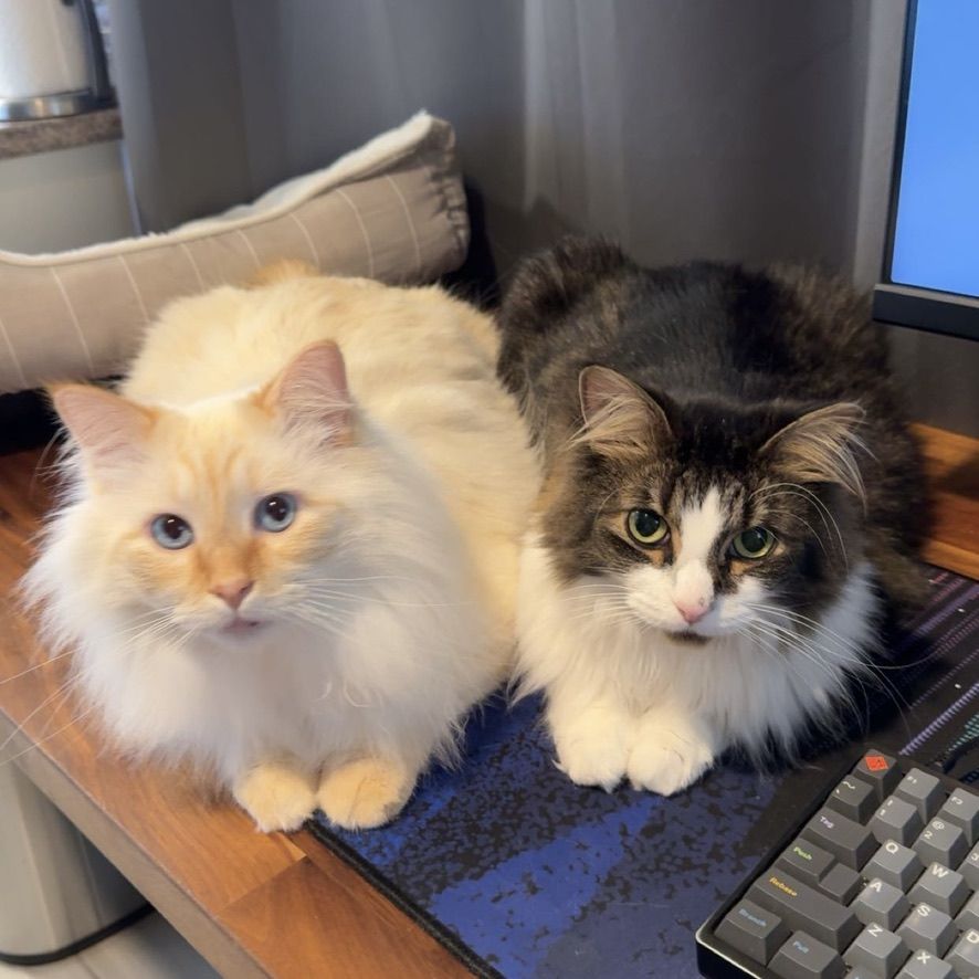 Jun and Ori in matching loaf poses on a desk between a computer monitor and a mechanical keyboard, both looking straight at the camera.