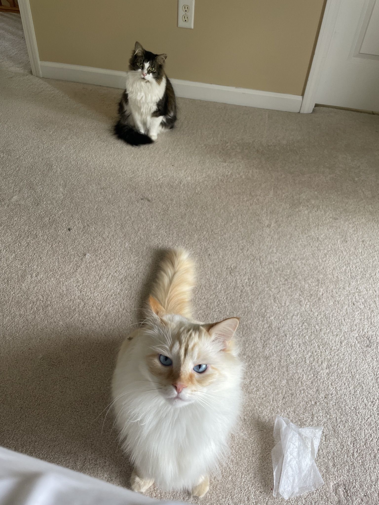 Jun sitting in the foreground on a carpeted floor while Ori watches from a few feet behind, both with eyes on the camera.